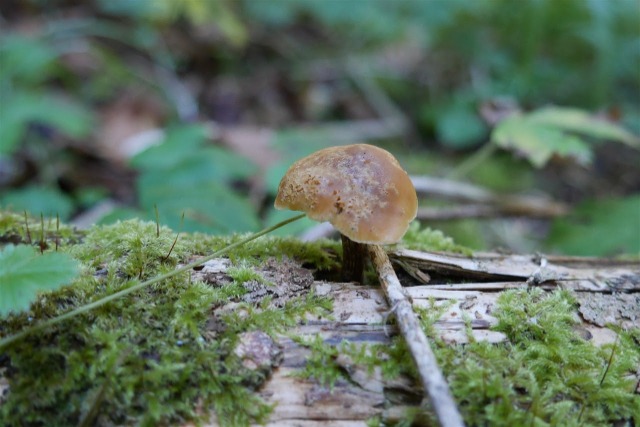 Galerina marginata