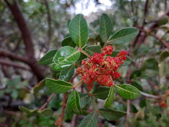 Pistacia lentiscus