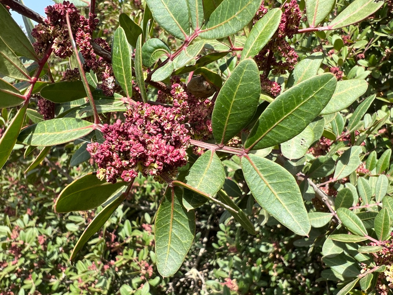 Pistacia lentiscus