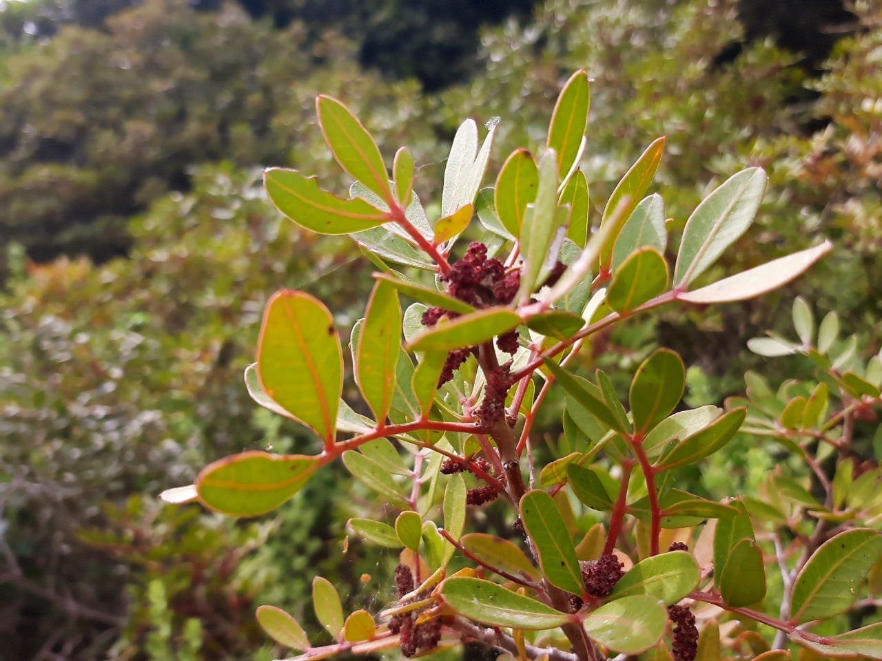 Pistacia lentiscus