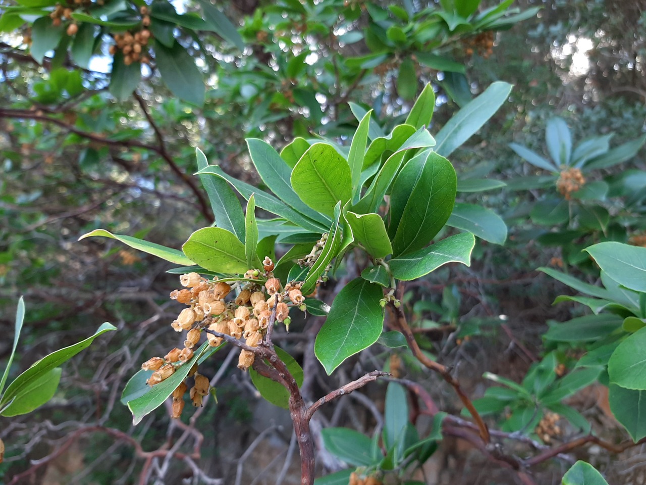 Arbutus unedo