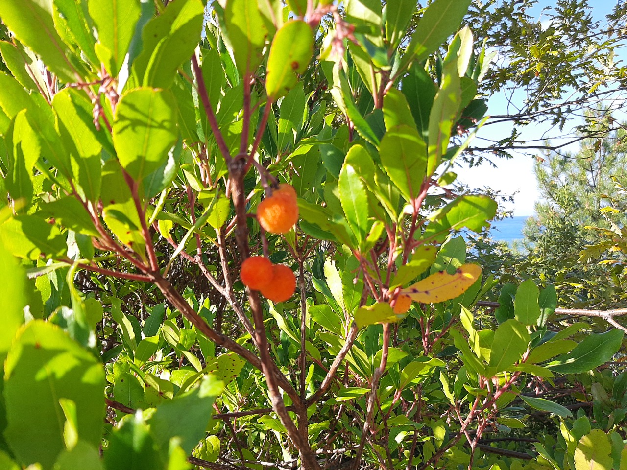 Arbutus unedo