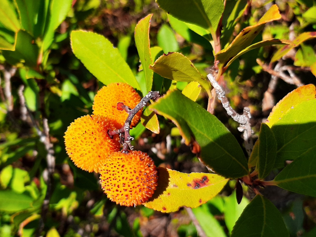 Arbutus unedo