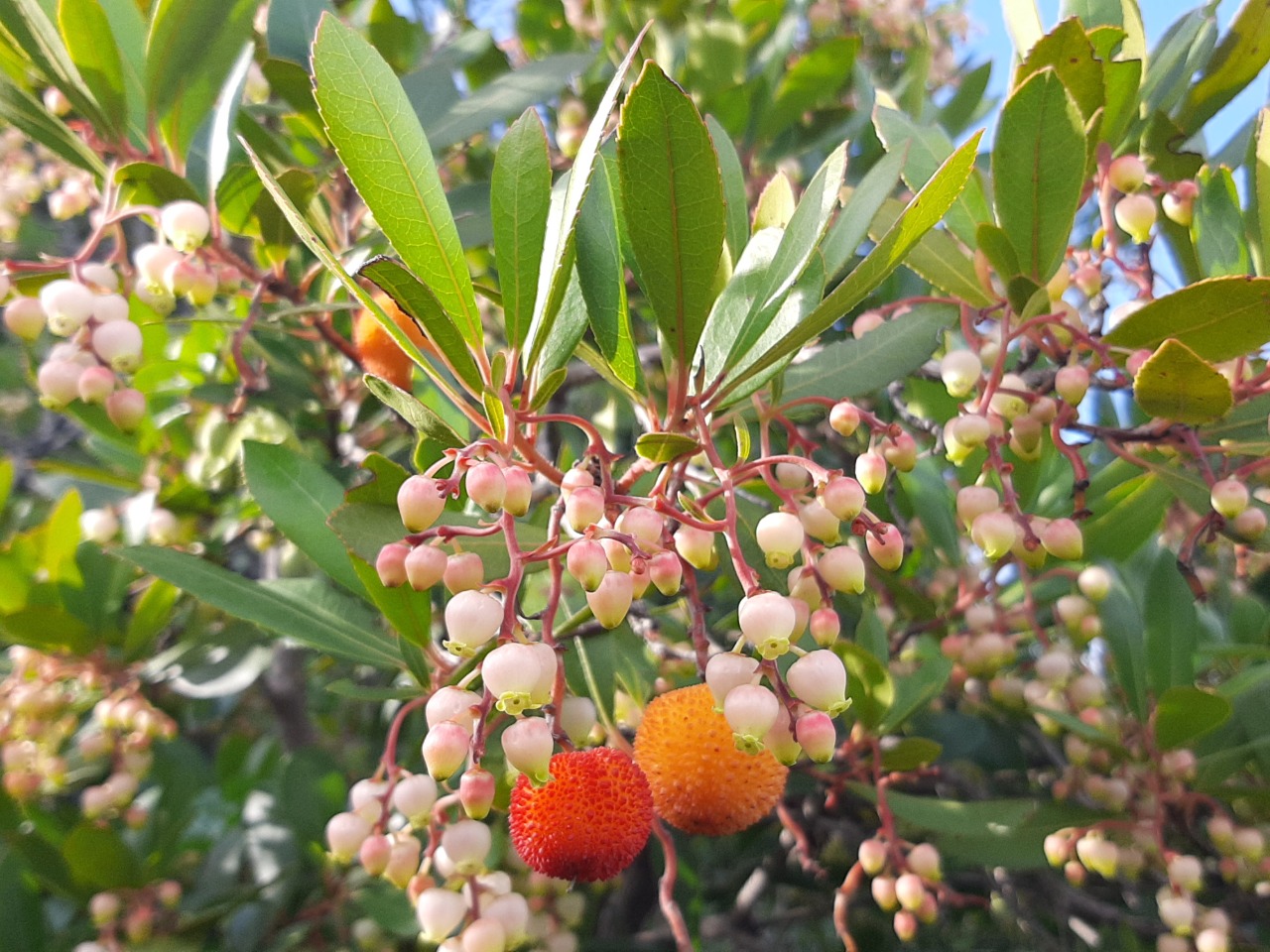Arbutus unedo