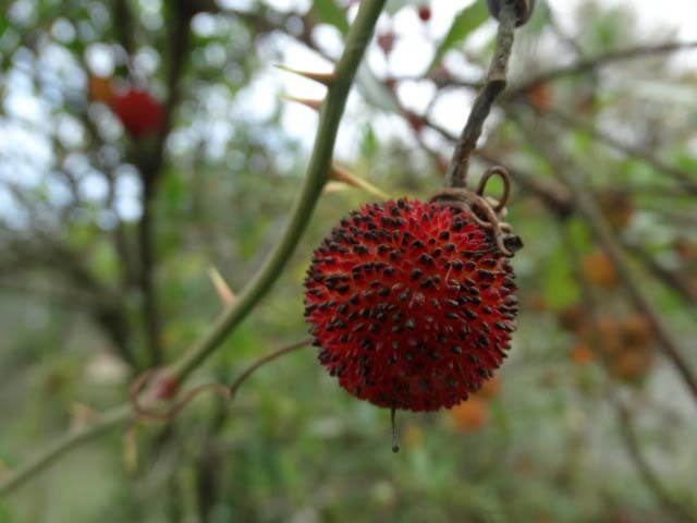 Arbutus unedo
