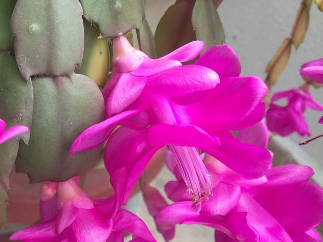 Schlumbergera sp.