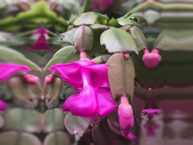 Schlumbergera sp.