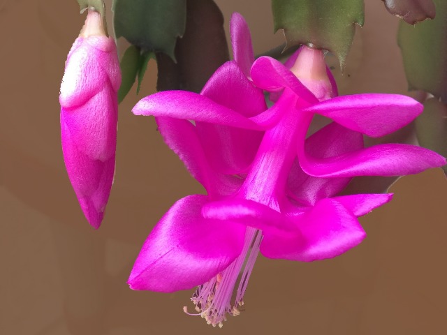 Schlumbergera sp.