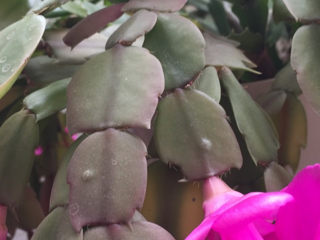 Schlumbergera sp.