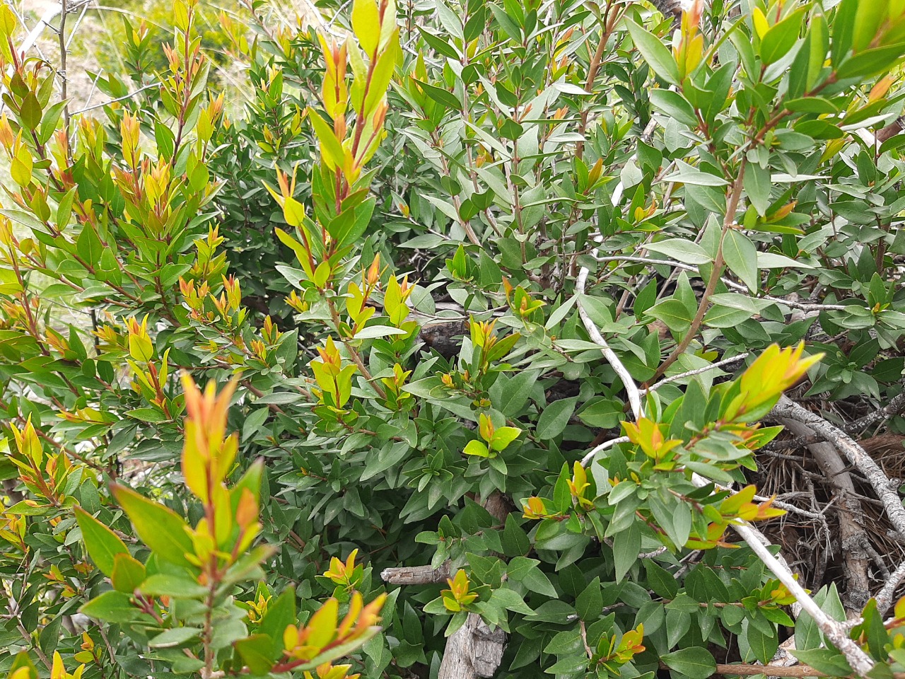 Myrtus communis