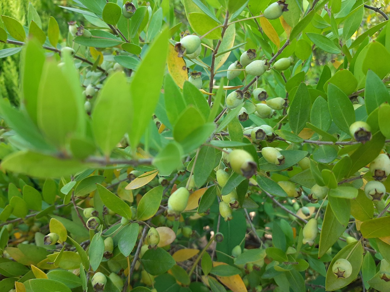 Myrtus communis