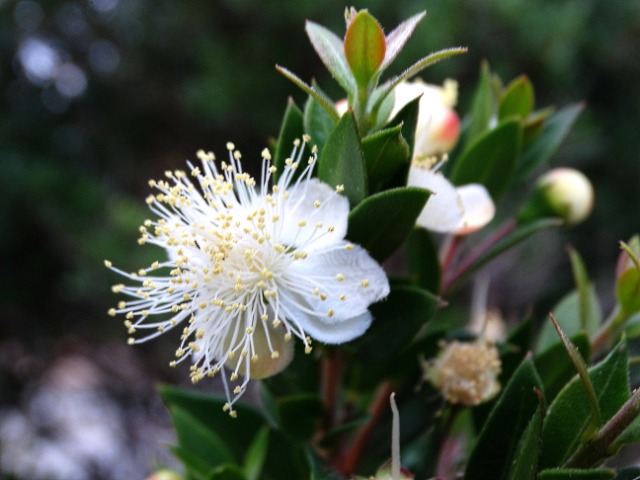 Myrtus communis
