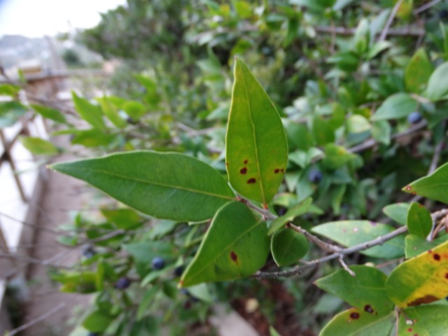 Myrtus communis