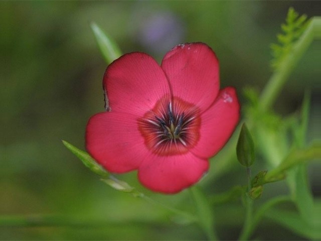 Linum grandiflorum