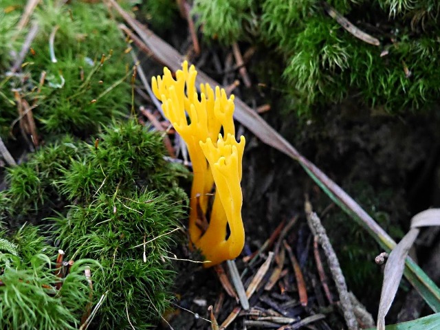 Calocera viscosa