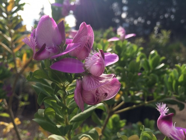 Polygala sp.