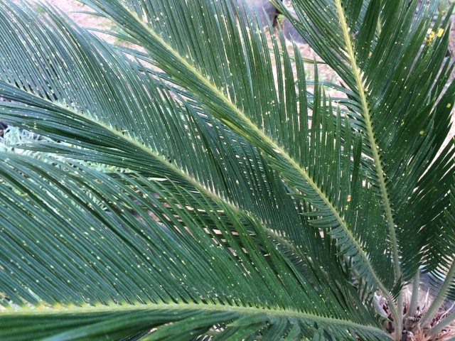 Cycas spp.