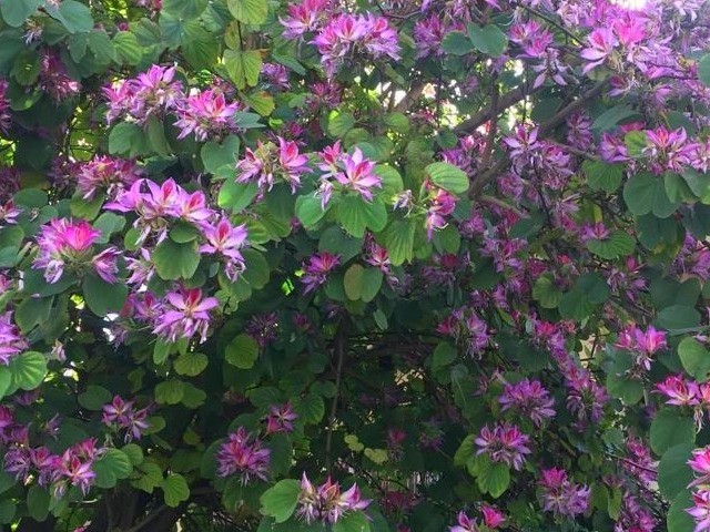 Bauhinia purpurea