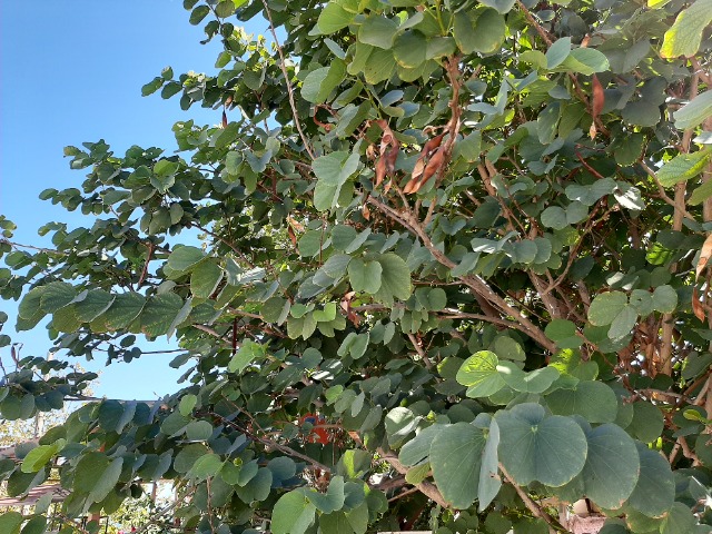 Bauhinia purpurea