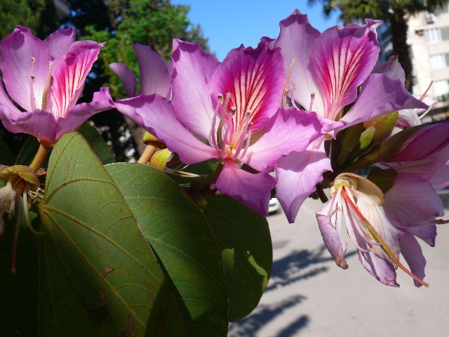 Bauhinia purpurea