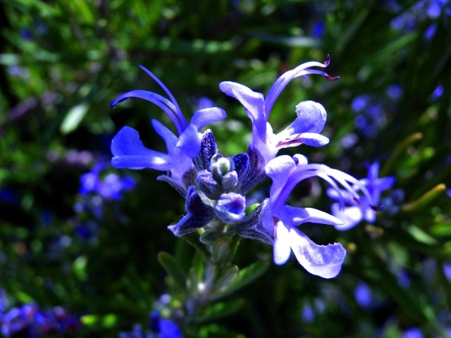 Rosmarinus officinalis