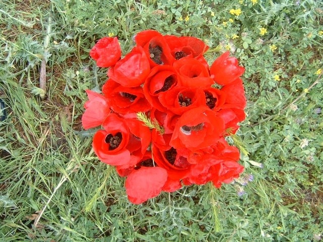 Papaver sp.