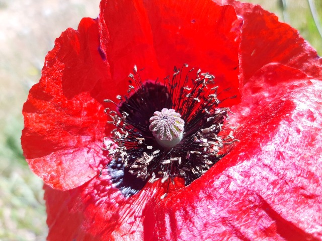 Papaver sp.