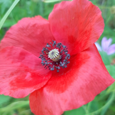 Papaver sp.