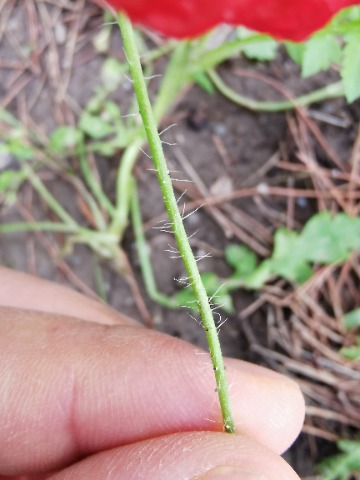 Papaver sp.