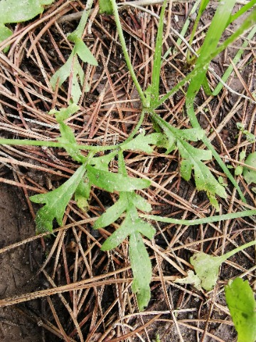 Papaver sp.