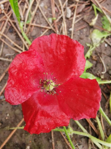 Papaver sp.