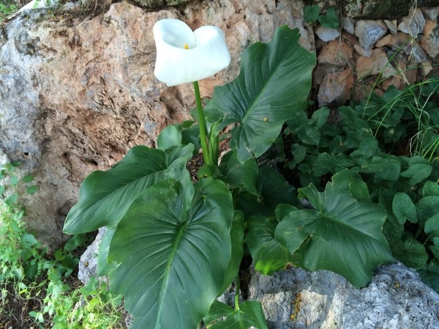 Zantedeschia aethiopica