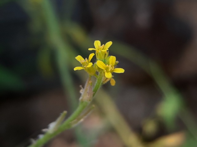 Sisymbrium officinale