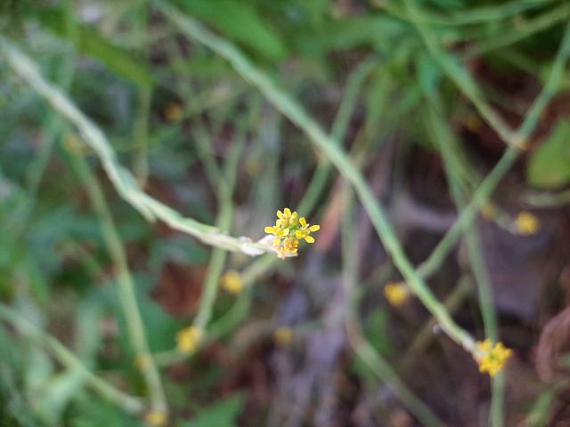 Sisymbrium officinale