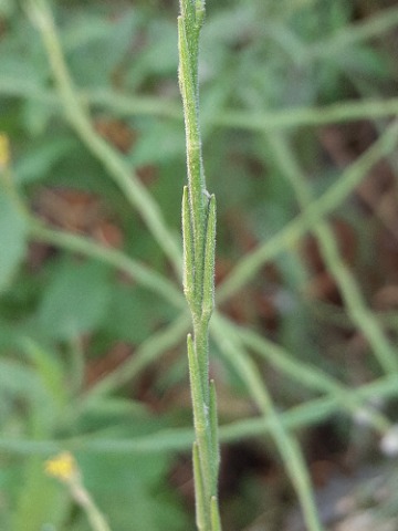 Sisymbrium officinale