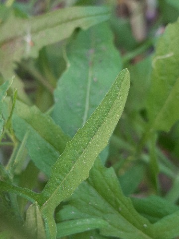 Sisymbrium officinale