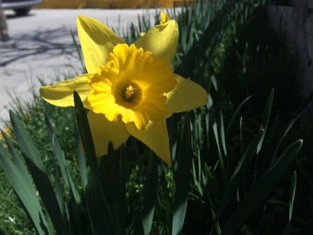 Narcissus pseudonarcissus