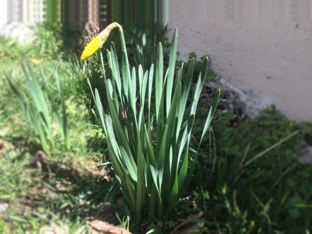 Narcissus pseudonarcissus