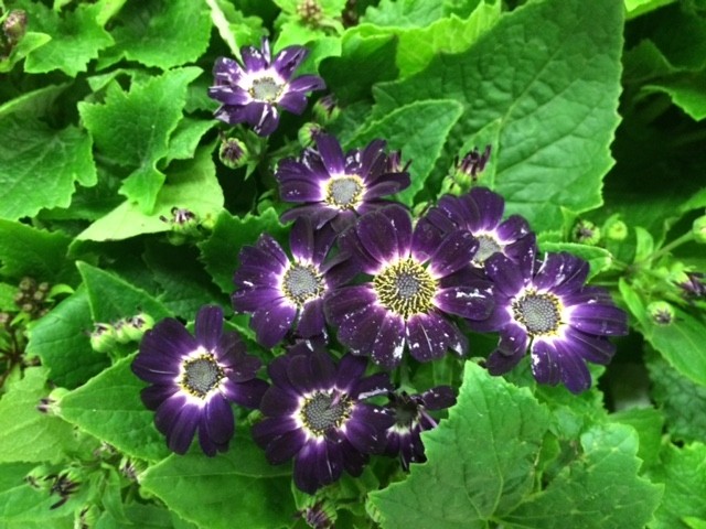 Pericallis x hybrida