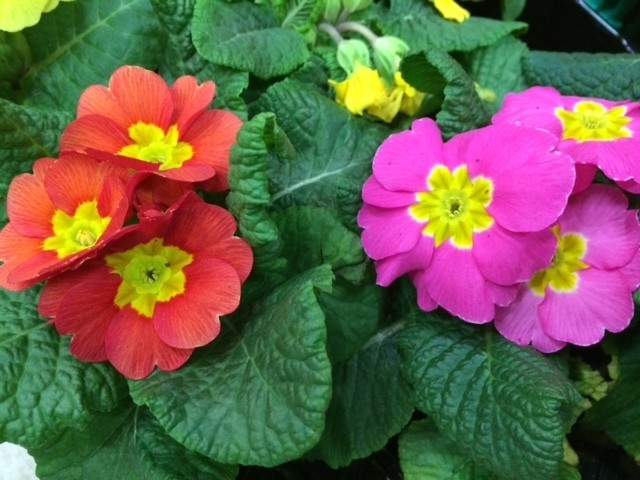 Primula sp.