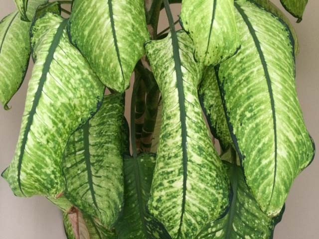 Dieffenbachia seguine