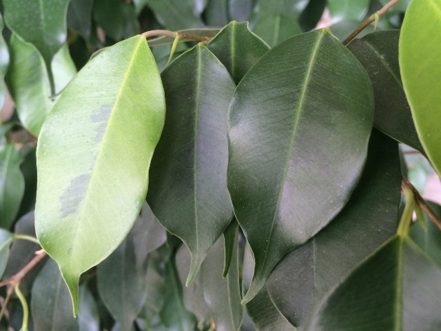 Ficus benjamina