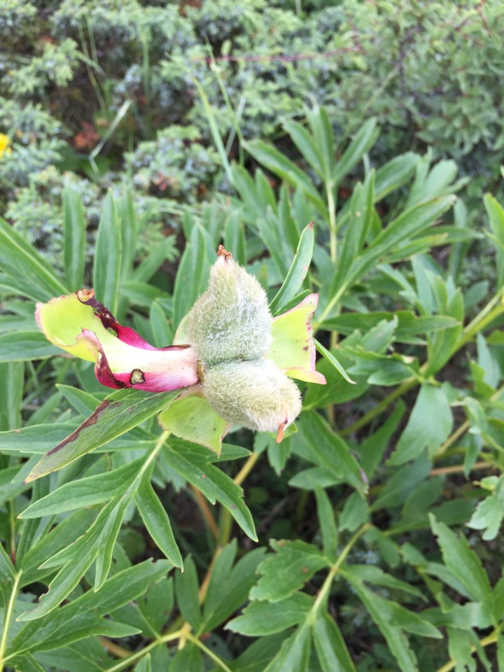 Paeonia peregrina