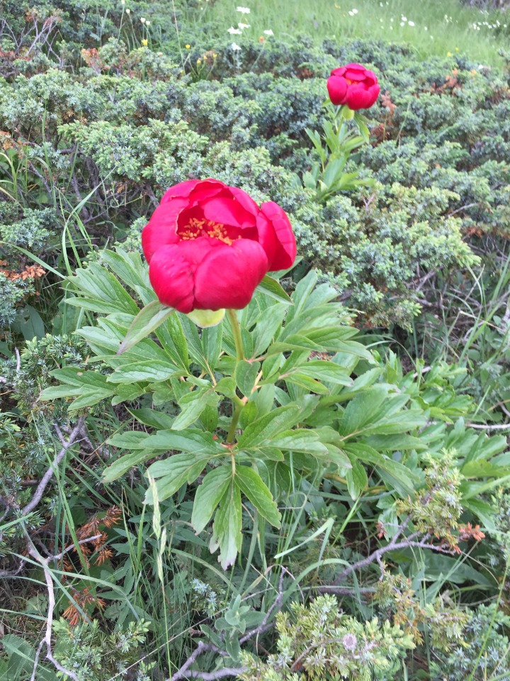 Paeonia peregrina