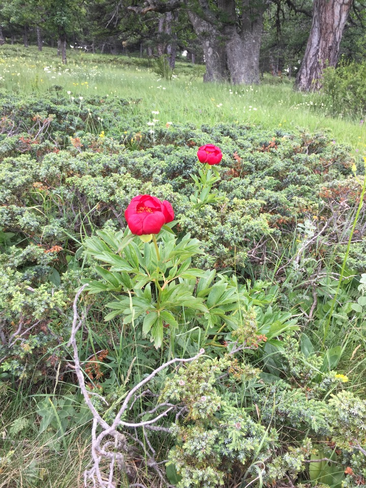 Paeonia peregrina