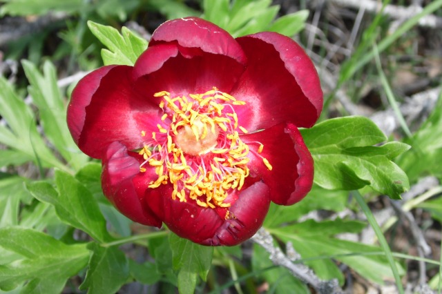 Paeonia peregrina