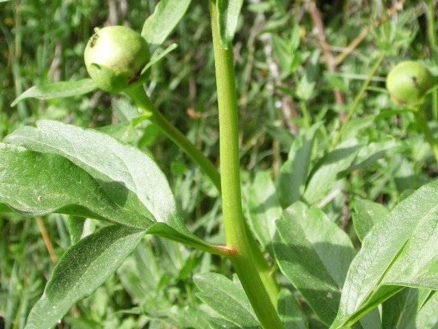 Paeonia peregrina