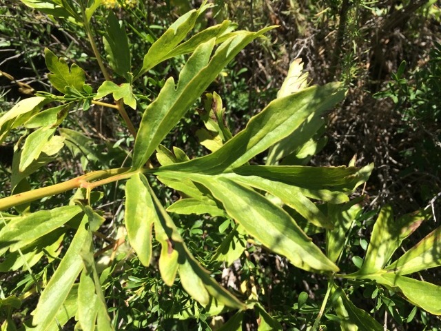 Paeonia peregrina