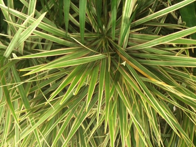 Dracaena marginata