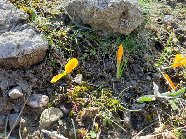 Crocus ancyrensis